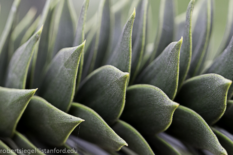 monkey puzzle